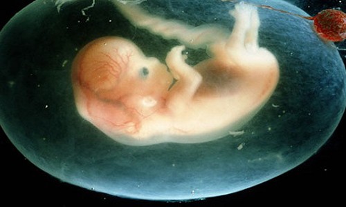 Nghiên cứu phôi thai lai giữa người và động vật gây nhiều tranh cãi. Ảnh minh họa: Pinterest.
