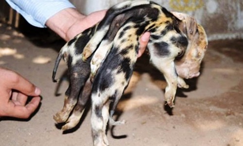 "Lợn nhện" có hai thân, 8 chân gây chú ý ở Mexico. Ảnh: Daily Star.