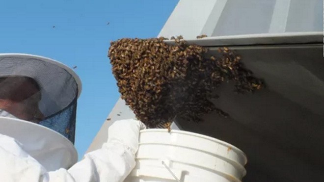 Cận cảnh đàn ong lên tới 20.000 trên ống xả chiến đấu cơ F-22. Ảnh: USAF