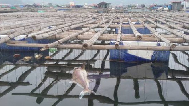 Hình ảnh cá giò chết tại khu vực bến Do, Cẩm Phả (Ảnh: Vũ Miền).