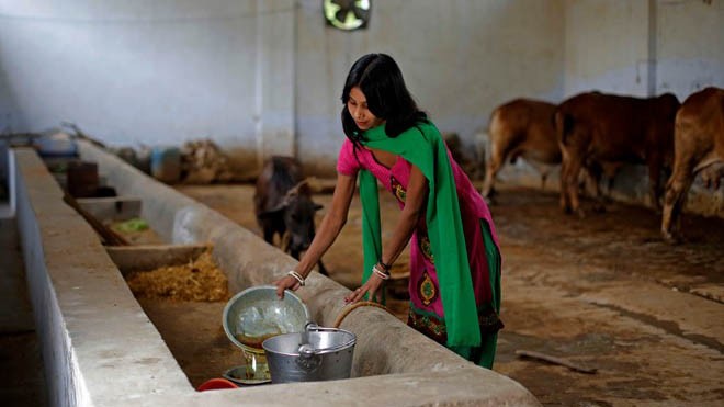 Susheela Kumari làm công việc hứng nước tiểu bò trong trang trại ở thành phố Bulandshahr, bang Uttar Pradesh, Ấn Độ. Ảnh: Bloomberg.