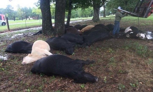 Đàn bò chết do sét đánh ở Texas. Ảnh: Victor Benson.