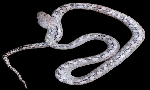 Loài "rắn ma" màu xám nhạt được tìm thấy ở Madagascar. Ảnh: Sara Ruane.