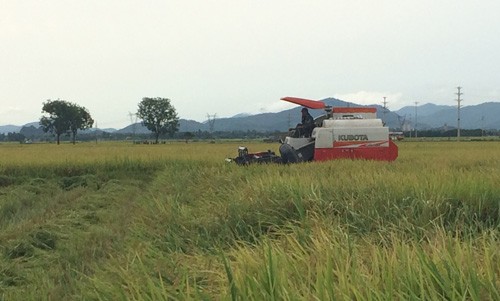 Máy gặt lúa hoạt động tại địa bàn xã Bắc Thành, huyện Yên Thành (Nghệ An).