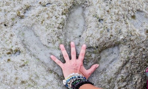 Dấu chân khủng long 130 triệu năm tuổi trên bãi biển Cable, Australia. Ảnh: Sophia O'Rourke.