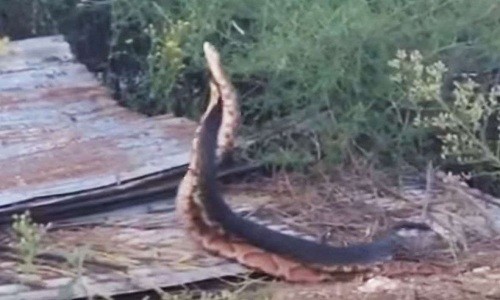 Hai con rắn hổ mang khác loài xoắn chặt lấy nhau nhằm thăm dò sức mạnh đối phương. Ảnh: Youtube.