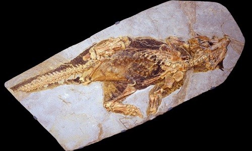 Hóa thạch khủng long Pssittacosaurus xuất hiện trên Trái Đất 133 triệu năm trước. Ảnh: Jakob Vinther.
