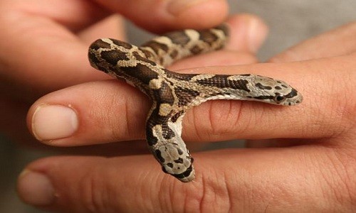 Con rắn hai đầu được tìm thấy ở bang Texas, Mỹ. Ảnh: Rod Aydelotte.