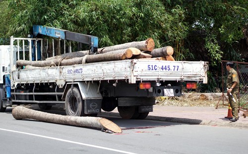 Cây dừa đang được cẩu lên xe tải đã rơi xuống đường, đè chết thiếu niên 15 tuổi. Ảnh: Nguyệt Triều