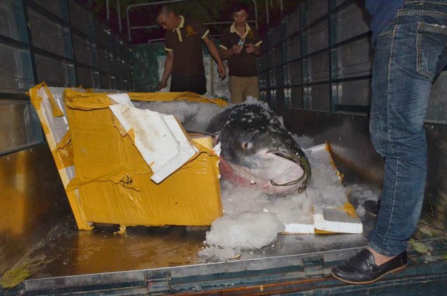 Con cá được vận chuyển bằng máy bay về Sân bay Đà Nẵng, sau đó bỏ lên xe tải chở về nhà hàng