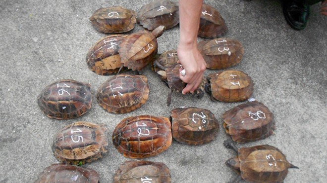 Số cá thể rùa không rõ nguồn gốc xuất xứ.