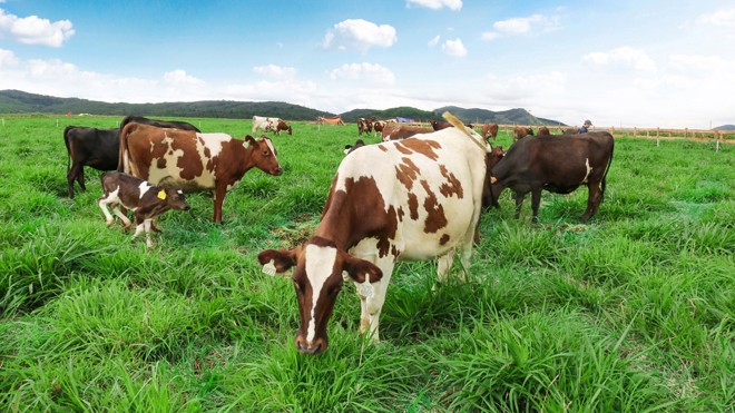 Trang trại bò sữa Organic chuẩn Châu Âu đầu tiên tại Việt Nam của Vinamilk sắp khánh thành, đàn bò organic nuôi tại đây được Vinamilk nhập từ Úc là những giống bò tự nhiên, khỏe mạnh và có sức miễn dịch tốt để thích nghi với khí hậu tại đây.