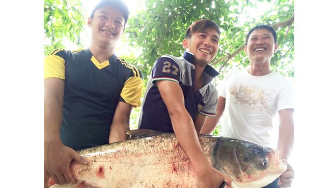 Con cá mè nặng 19 kg là thành quả trong một lần đi săn cá “khủng” của nhóm cần thủ ở thị trấn Cẩm Giàng 