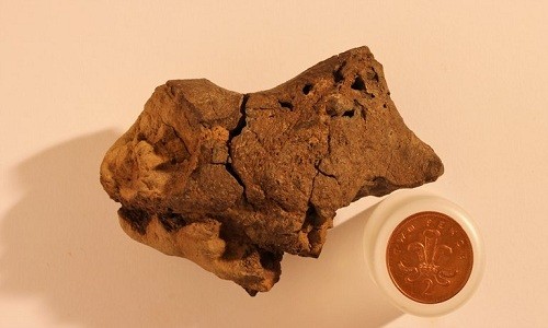 Hóa thạch não khủng long 133 triệu năm tuổi được tìm thấy ở East Sussex, Anh năm 2004. Ảnh: Jamie Hiscocks.
