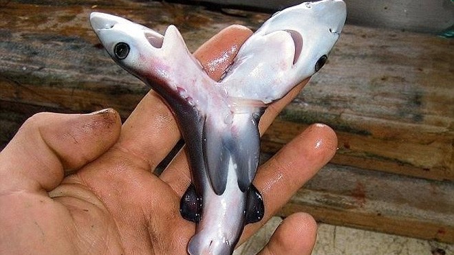 Phôi thai cá mập 2 đầu được tìm thấy ở Tây Ban Nha. Ảnh: National Geographic.