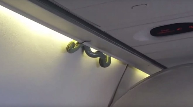 Hình ảnh con rắn chui ra từ tủ đựng đồ trên máy bay.