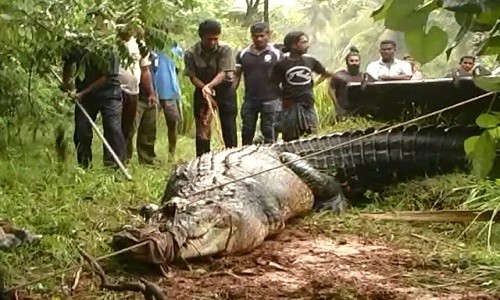 Con cá sấu nặng 901 kg được cho là lớn nhất ở Sri Lanka. Ảnh: Blogspot.