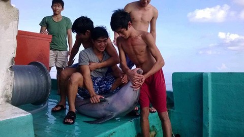 Truy nhóm thanh niên bắt cá heo rồi chặt đầu, mổ bụng