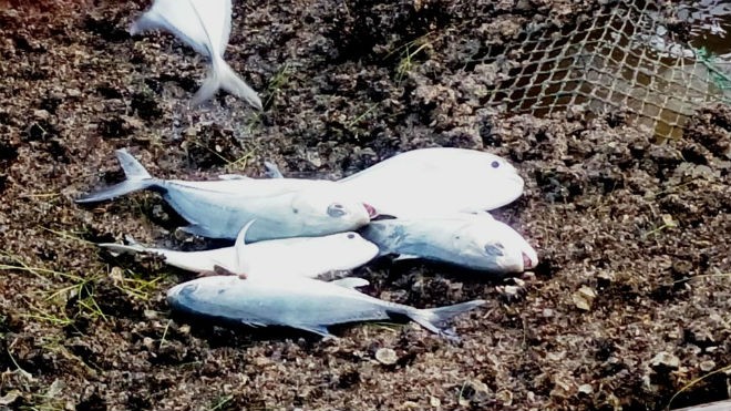 Cá nuôi lồng chết hàng loạt tại xã Vinh Hiền (huyện Phú Lộc, tỉnh TT-Huế) được xác định do sốc ngọt trong nguồn nước lợ.