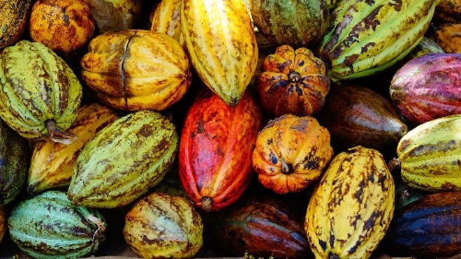 Chocolate đen làm từ hạt cacao thiên nhiên, có nhiều lợi ích cho sức khỏe.