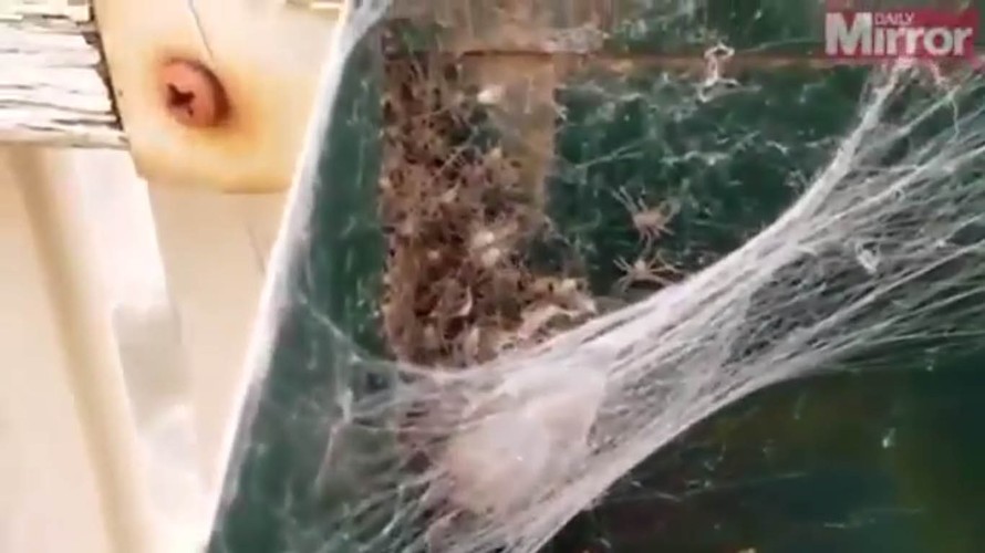 Hàng trăm con nhện “phục kích” trong thùng thư báo