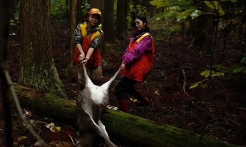 Hai nữ thợ săn Nhật Bản kéo xác hươu trong rừng. Ảnh: Reuters.