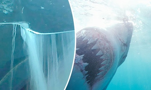 Vệt nứt ở bể kính chứa cá mập khiến nhiều người ở Mexico sợ hãi. Ảnh minh họa: Sun