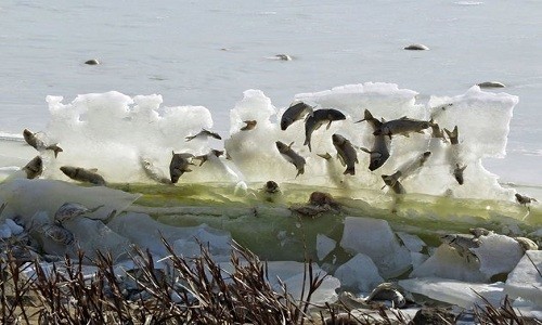 Bức tường cá đóng băng trở thành thức ăn cho các loài chim. Ảnh: Facebook.