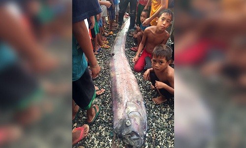 Xác cá oarfish mới nhất dạt vào bờ biển Philippines. Ảnh: Facebook.
