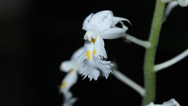 Đặc điểm nhận dạng loài Podochilus rotundipetala Aver. et Vuong. (Ảnh: Trương Bá Vương).