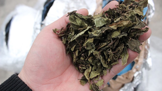 Lô hàng chứa lá khô được cơ quan điều tra nghi là lá khát - nguyên liệu sản xuất ma túy đá.