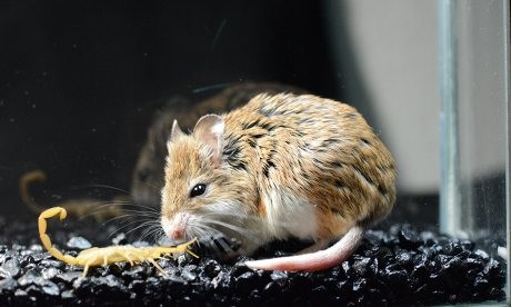 Bí mật của loài chuột chuyên săn bọ cạp