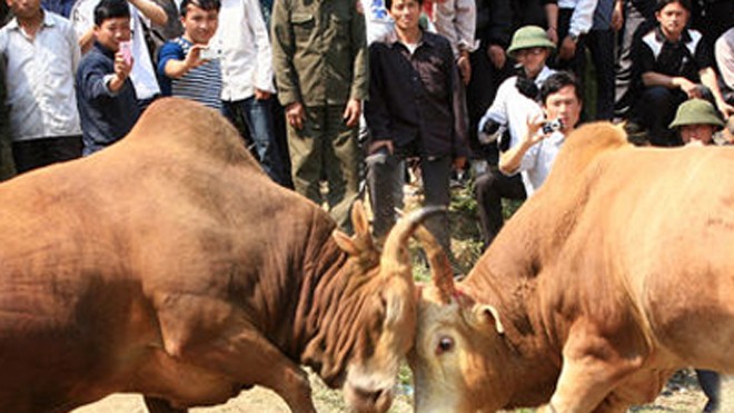 Tổ chức choi bò tập tục của người Mông ở xã Nậm Cắn
