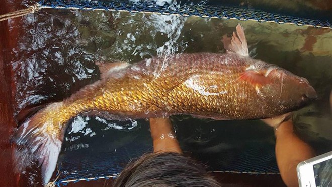 Con cá nặng 8kg, nghi là cá sủ vàng quý hiếm.