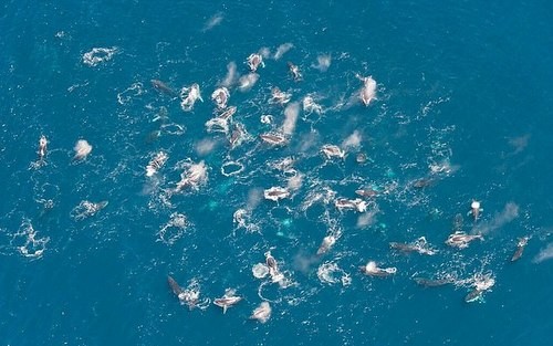 Đàn cá voi lớn đang săn mồi ngoài khơi Nam Phi. Ảnh: Jean Tresfon.