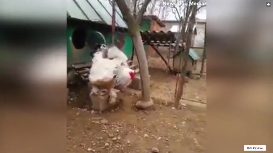 Vua gà gần 5 kg ở Kosovo gây sốt mạng xã hội