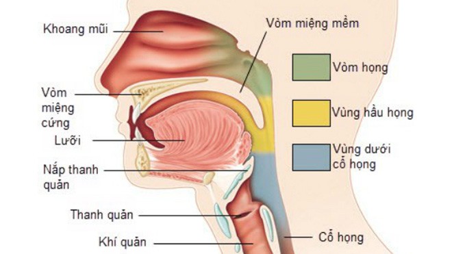 Nhiễm virus EBV được cho là nguyên nhân phổ biến gây ung thư vòm họng. Ảnh: News.