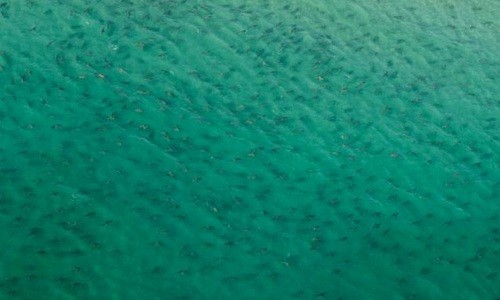 Bóng cá mập đen kịt dưới làn nước biển Florida. Ảnh: Splash News.