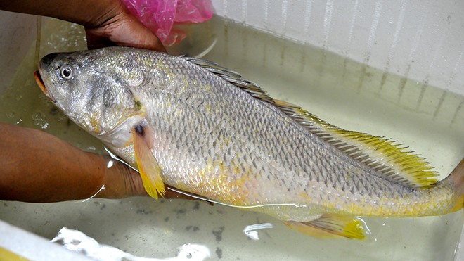 Con cá được cho là cá sủ vàng mà anh Quân câu được trên sông Đồng Nai vào chiều 17/4.