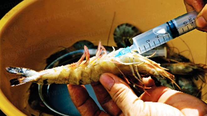 Bơm tạp chất vào tôm gây ảnh hưởng đến an toàn thực phẩm, ảnh hưởng uy tín ngành tôm Việt Nam