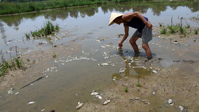 Cá chết tại bàu Lê Sơn, người dân tố cáo do phân xưởng nhúng kẽm của Công ty cổ phần T.Đ.T (đóng tại xã Điện Tiến, Điện Bàn, Quảng Nam) xả thải. 