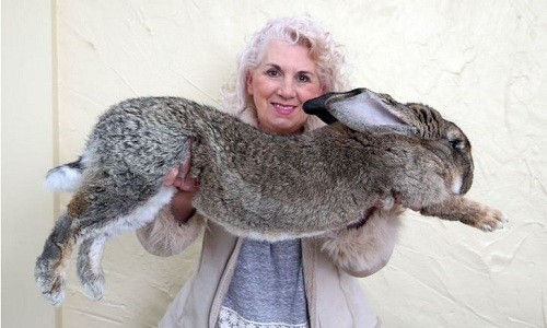 Annette Edward bế một con thỏ khổng lồ không phải Simon. Ảnh: Mirror.