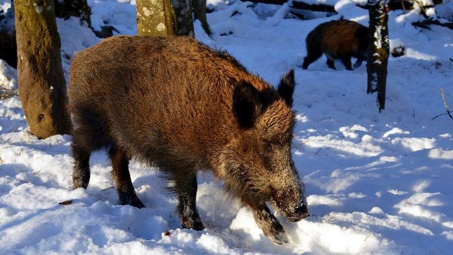 Những con lợn rừng bị nhiễm phóng xạ vẫn tồn tại sau 31 năm thảm họa Chernobyl xảy ra.