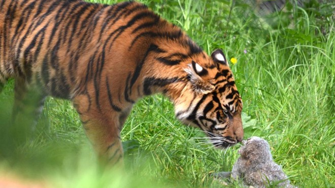 Cú nhỏ và hổ đối đầu trong một chuồng thú ở Anh