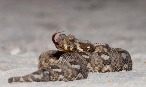 Một cá thể rắn Albany Adder. Ảnh: National Geographic.