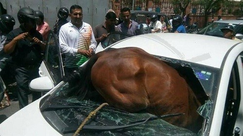 Con ngựa lao đầu vào ôtô ở Ấn Độ. Ảnh: HT