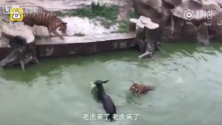 Kinh hãi cảnh hổ xé xác lừa sống trong vườn thú Trung Quốc