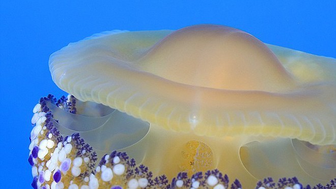 Vẻ ngoài của loài sứa Fried Egg Jellyfish ở bờ Địa Trung Hải giống hệt món trứng ốp la.