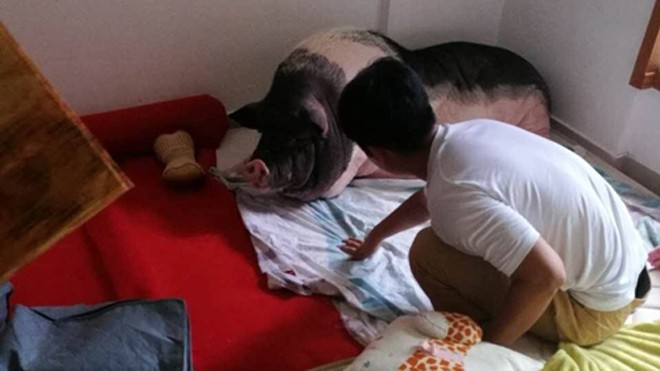 Chú lợn Du Du giờ đã nặng tới 150 kg. Ảnh: Koreaboo.