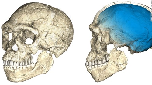 Hộp sọ của hóa thạch người hiện đại cổ nhất thế giới. Ảnh: CNN.